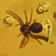 Araneae: Araneida (Spider) with leaf, Fossil insect inclusion in Dominican Amber