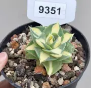 Pot 10cm Agave isthmensis Ohui Raijin'(Mediopieta Aurea) Random 1pcs
