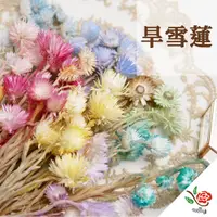 在飛比找PChome24h購物優惠-【極度花燥】乾燥旱雪蓮