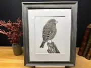 Drawing of a House Finch Bird Graphite Pencil Art Sketch Picture Print