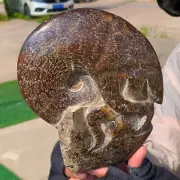 2.18LB Rare! Natural Tentacle Ammonite FossilSpecimen Shell Healing Madagascar