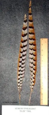 2 Beautiful Venery Pheasant Tail Feathers 16" -20" length Good quality feathers!