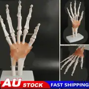 Life Size Flexible 1:1 Human Foot Ankle Anatomy Model Human Foot Skeleton Model﹤