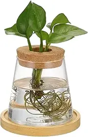 INOOMP Hydroponic Plant Vase Glass Propagation Holder Desktop Glass Planter for Indoor Gardening Sturdy Decorative Container for Hydroponic Plants Minimalist Design for Home Office
