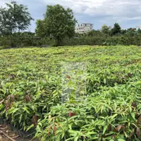 在飛比找蝦皮購物優惠-四季蜜芒果4吋黑袋 / 芒果苗 / 水果苗 / 果樹-春耕種