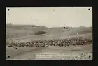 Cattle round up No 1 Circle ranch round-up camp near Lethbridge - Old Photo