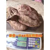 在飛比找蝦皮購物優惠-🉐NG版金黃肉宇治金時栗子地瓜 🍠