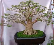 Bonsai tree || Lagerstroemia indica || White crape Myrtle || Medium size || RARE