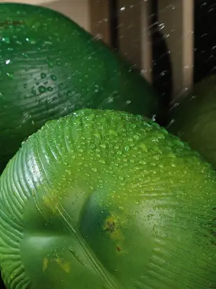 仿真椰子模型椰青椰果塑料假水果拍攝道具下水管熱帶風情美化裝飾