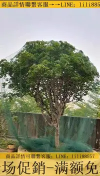 在飛比找樂天市場購物網優惠-防鳥網~果樹專用防鳥網罩櫻桃枇杷葡萄嘉寶果藍莓種植家庭庭院養