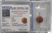 Nepal Rudraksha Eight face 8mukhi Siddh rudraksha Bead Worship Lab Certified Box