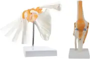 Anatomy Shoulder Joint Model Medical-Anatomy Skeleton, Anatomical Medical-Knee J