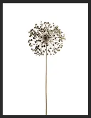 [Namly Design] Poster - B&W Nature Dandelion / Flat packed