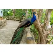 Save 20.00%! Guided tour of the National Aviary of Colombia and Baru Island