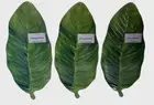 3 Tommy Bahama 15.75" Green Banana Leaf Melamine Plate Platter Tray, Brand New