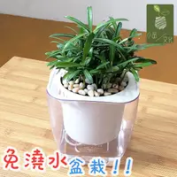 在飛比找蝦皮商城優惠-【小品文化】羅漢松【現貨】4吋透明懶人盆栽 加水更方便 觀葉