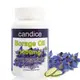 【Candice】康迪斯天然琉璃苣油膠囊(60顆/瓶) 頂級冷壓琉璃苣油，比月見草油更好的選擇 (5.2折)