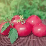 Tomato - Pink Delight seeds