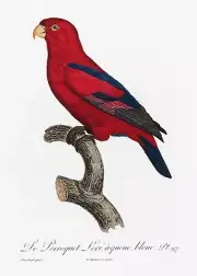 Plate No. 97 Red Lory History of Parrots by Francois Levaillant Repro