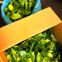 在飛比找蝦皮購物優惠-新鮮  泰國檸檬葉.袋/150g