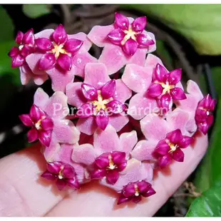 【天堂花園 Paradise Garden】紫毬hoya cinnamomifoliavar purpureofusca