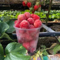 在飛比找蝦皮購物優惠-慶豐高架草莓 NG果冷凍草莓 整年可煮草莓果醬 草莓牛奶