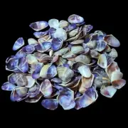 Purple Coquina Clam Shells Natural Sea Shell approx.850 pcs 2 Pound