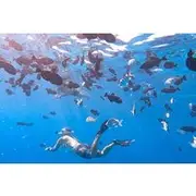 Save 5.01%! Snorkeling Adventure at Turtle Canyon