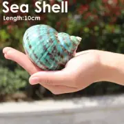 10cm Natural Conch Green Turban Shell Coral Home Fish Tank Sea Snail Decoration