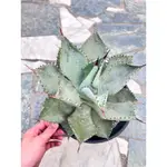 ［24.4.6更新］龍爪 AGAVE PYGMAEA 龍舌蘭