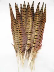 Ring-Necked Pheasant Tail Feathers 14-16 per 6