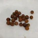索科特拉龍血樹（DRACAENA CINNABARI）種子 1-5粒