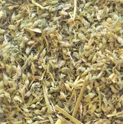 Catnip Leaf - Nepeta cataria - Organic Dried C/S Herb Apothecary Tea 0.5-4 oz