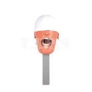 Dental Simulator Manikin Phantom Training Head Model Teeth Model for Workstation