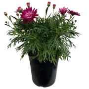 Plant-Argyranthemum 180mm Raspberry Ice
