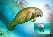 Manatee - 3D Postcard Lenticular Greeting Card