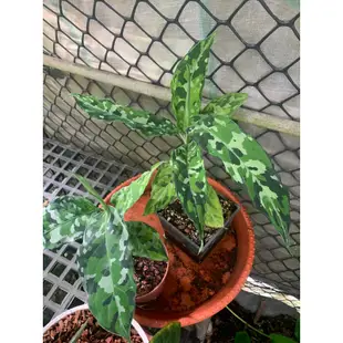 植管局｜迷彩粗肋草 三色顯色Aglaonema pictum tricolor 觀葉 雨林