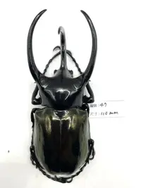 在飛比找露天拍賣優惠-Chalcosoma chiron janssensi.高卡