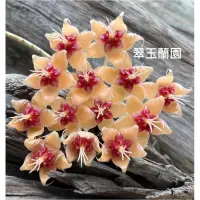 在飛比找蝦皮購物優惠-毬蘭苗 黃青銅   Hoya flagellata gold