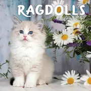 2024 Calendar Ragdolls Square Wall, Paper Pocket CAB28