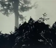Vintage Greeting Card Foggy Day, Northern Cascade, Washington By Ansel Adams P