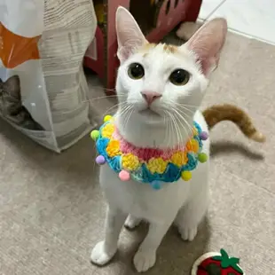 『台灣x現貨秒出』彩色毛線編織毛球寵物頸部裝飾項圈 寵物領巾 寵物項圈 貓咪項圈 貓咪領巾