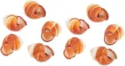 FONDOTIN 2sets Real French Meal Snail Shells Decorative Escargot Shells Baking Snail 5pcs*2
