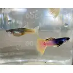 熊貓大耳孔雀 水族 高仿真模型   高蛋白飼料 造景 高級模型●買五對送一對●