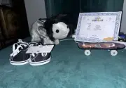 Emo Axolotl With Skateboard Build A Bear April Fools 2025