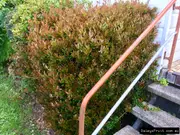 Eastern Cape Myrtle Tree - Eugenia zeyheri
