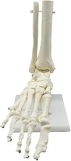 Veumoie 1:1 Human Skeleton Foot Anatomy Model Foot and Ankle with Anatomical Model Anatomy Teaching Resources