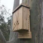 Micro Bat Solid Wood Nest Box Laser Engraved Rot Resistant Native Home