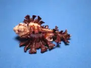 Homalocantha scorpio (Linnaeus, 1758) "A CLASSIC COLLECTABLE!" (46.9mm)