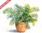 Mimosa Sensitive Plant in a pot Watercolor 8x10 Print